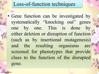 • Gene function can be investigated by
systematically “knocking out” genes
one by one. This is done by
either deletion or disruption of function
(such as by insertional mutagenesis)
and the resulting organisms are
screened for phenotypes that provide
clues to the function of the disrupted
gene.
Loss-of-function techniques
 