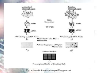Fig. schematic transcription profiling process
 