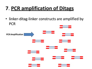 7. PCR amplification of Ditags
• linker-ditag-linker constructs are amplified by
PCR
PCR Amplification
 