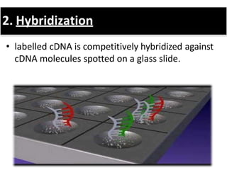 2. Hybridization
• labelled cDNA is competitively hybridized against
cDNA molecules spotted on a glass slide.
 