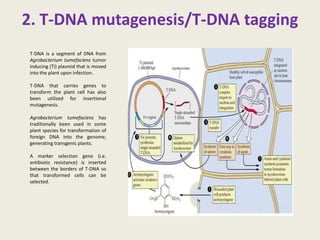 2. T-DNA mutagenesis/T-DNA tagging
T-DNA is a segment of DNA from
Agrobacterium tumefaciens tumor
inducing (Ti) plasmid that is moved
into the plant upon infection.
T-DNA that carries genes to
transform the plant cell has also
been utilized for insertional
mutagenesis.
Agrobacterium tumefaciens has
traditionally been used in some
plant species for transformation of
foreign DNA into the genome,
generating transgenic plants.
A marker selection gene (i.e.
antibiotic resistance) is inserted
between the borders of T-DNA so
that transformed cells can be
selected.
 