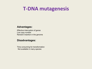 T-DNA mutagenesis
Advantages:
Effective interruption of genes
Low copy number
Random insertion in the genome
Disadvantages:
Time consuming for transformation
Not available in many species
 