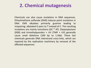 2. Chemical mutagenesis
Chemicals can also cause mutations in DNA sequences.
Etheylmethane sulfonate (EMS) induces point mutations in
DNA. EMS alkylates primarily guanine leading to
mispairing: alkylated G pairs to T instead of C. The resulting
mutations are mainly transitions (GC ® AT). Diepoxybutane
(DEB) and trimethylpsoralen + UV (TMP + UV) generally
cause small deletions (100 bp to 1.5kb). These last
chemicals generate DNA interstrand cross-links, which are
repaired by the replication machinery by removal of the
effected sequences.
 