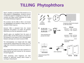 TILLING Phytophthora
Figure provides an overview of the process as it is
being applied to Phytophthora. Zoospores present
an ideal life stage for mutagenesis as they are uni-
nucleate and single mutant individuals can readily
be isolated following mutagenesis.
The mutation rate for EMS or ENU is not known
for Phytophthora and lethality is being used as an
indicator of dose response.
Genomic DNA is extracted from the mutant
individuals and pooled 2 to 4-fold. The genomic
DNA library can then be repeatedly screened.
Specific genes are amplified from the pools of
genomic DNA, and the PCR products are heated up
and allowed to cool slowly to form heteroduplexes
between wild type and mutant strands of DNA.
The heteroduplexes are treated with the single
strand specific endonuclease CEL1 which cuts 3' of
single base mismatches producing novel fragments
of DNA.
CEL1 treated PCR products are then resolved on a
polyacrylamide gel and screened for the presence
of novel fragments.
Pools containing novel fragments are then
analyzed to determine exactly which mutant is
carrying an induced point
 