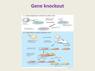 Gene knockout
 
