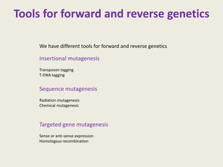 Tools for forward and reverse genetics
We have different tools for forward and reverse genetics
Insertional mutagenesis
Transposon tagging
T-DNA tagging
Sequence mutagenesis
Radiation mutagenesis
Chemical mutagenesis
Targeted gene mutagenesis
Sense or anti-sense expression
Homologous recombination
 