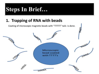 Steps In Brief…
1. Trapping of RNA with beads
Coating of microscopic magnetic beads with “TTTTT” tails is done.
 