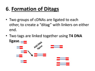 6. Formation of Ditags
• Two groups of cDNAs are ligated to each
other, to create a “ditag” with linkers on either
end.
• Two tags are linked together using T4 DNA
ligase.
 