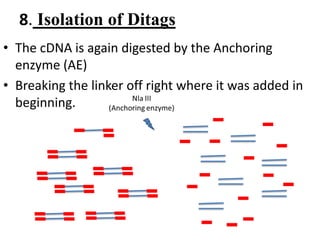 8. Isolation of Ditags
• The cDNA is again digested by the Anchoring
enzyme (AE)
• Breaking the linker off right where it was added in
beginning.
 