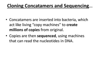 Cloning Concatamers and Sequencing…
• Concatamers are inserted into bacteria, which
act like living “copy machines” to create
millions of copies from original.
• Copies are then sequenced, using machines
that can read the nucleotides in DNA.
 