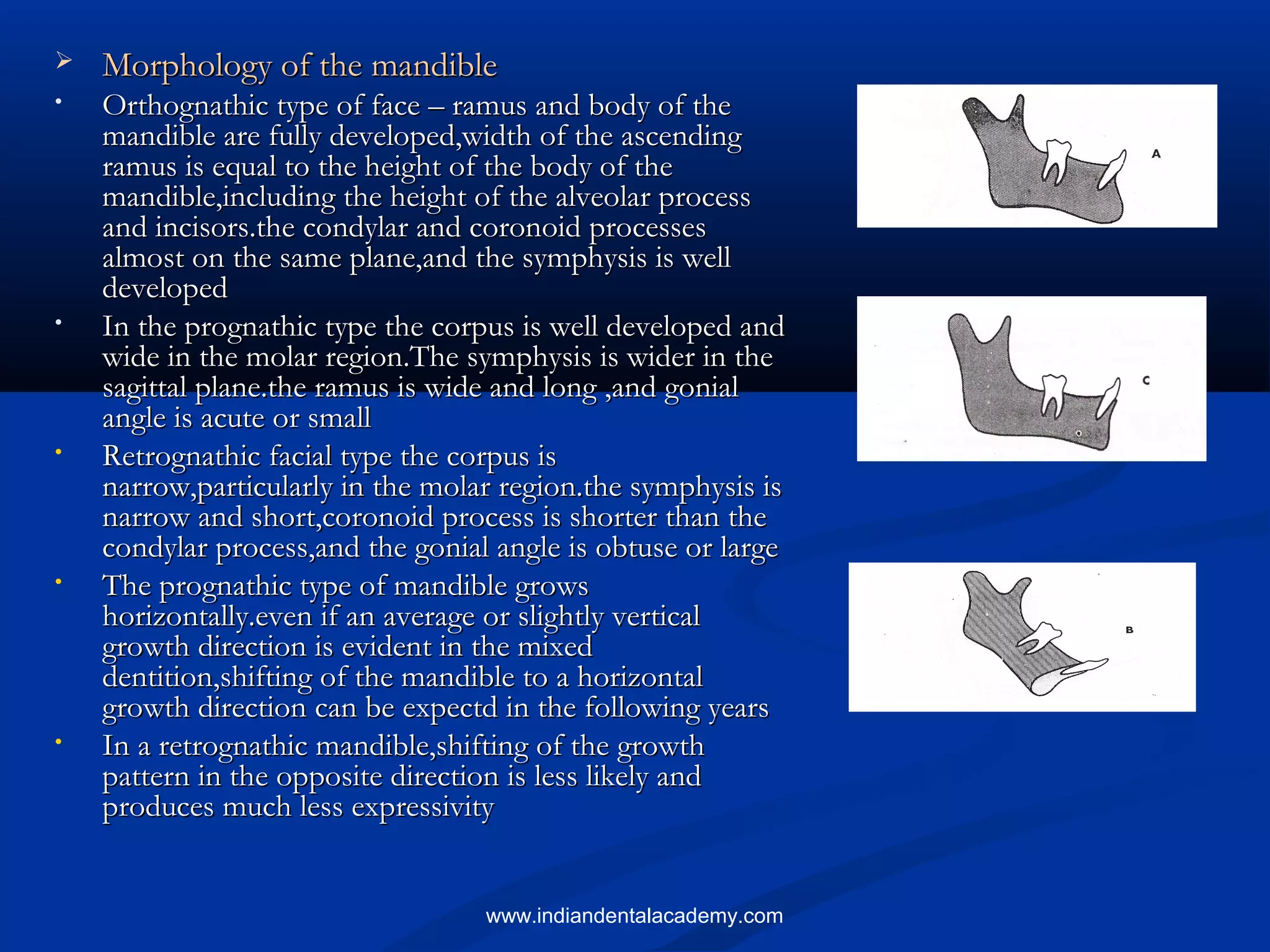  Morphology of the mandibleMorphology of the mandible
• Orthognathic type of face – ramus and body of theOrthognathic type of face – ramus and body of the
mandible are fully developed,width of the ascendingmandible are fully developed,width of the ascending
ramus is equal to the height of the body of theramus is equal to the height of the body of the
mandible,including the height of the alveolar processmandible,including the height of the alveolar process
and incisors.the condylar and coronoid processesand incisors.the condylar and coronoid processes
almost on the same plane,and the symphysis is wellalmost on the same plane,and the symphysis is well
developeddeveloped
• In the prognathic type the corpus is well developed andIn the prognathic type the corpus is well developed and
wide in the molar region.The symphysis is wider in thewide in the molar region.The symphysis is wider in the
sagittal plane.the ramus is wide and long ,and gonialsagittal plane.the ramus is wide and long ,and gonial
angle is acute or smallangle is acute or small
• Retrognathic facial type the corpus isRetrognathic facial type the corpus is
narrow,particularly in the molar region.the symphysis isnarrow,particularly in the molar region.the symphysis is
narrow and short,coronoid process is shorter than thenarrow and short,coronoid process is shorter than the
condylar process,and the gonial angle is obtuse or largecondylar process,and the gonial angle is obtuse or large
• The prognathic type of mandible growsThe prognathic type of mandible grows
horizontally.even if an average or slightly verticalhorizontally.even if an average or slightly vertical
growth direction is evident in the mixedgrowth direction is evident in the mixed
dentition,shifting of the mandible to a horizontaldentition,shifting of the mandible to a horizontal
growth direction can be expectd in the following yearsgrowth direction can be expectd in the following years
• In a retrognathic mandible,shifting of the growthIn a retrognathic mandible,shifting of the growth
pattern in the opposite direction is less likely andpattern in the opposite direction is less likely and
produces much less expressivityproduces much less expressivity
www.indiandentalacademy.com
 