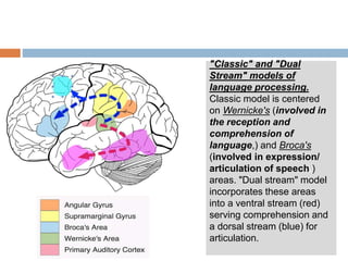 Functional magnetic resonance imaging-fMRI | PPTX