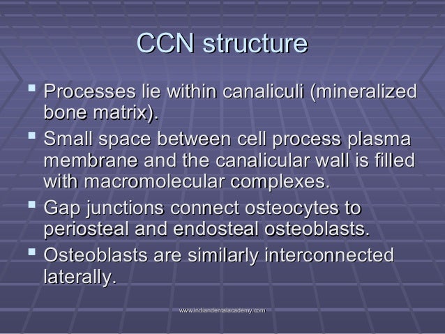 Functional matrix hypothesis revisited Functional matrix hypothesis revisited