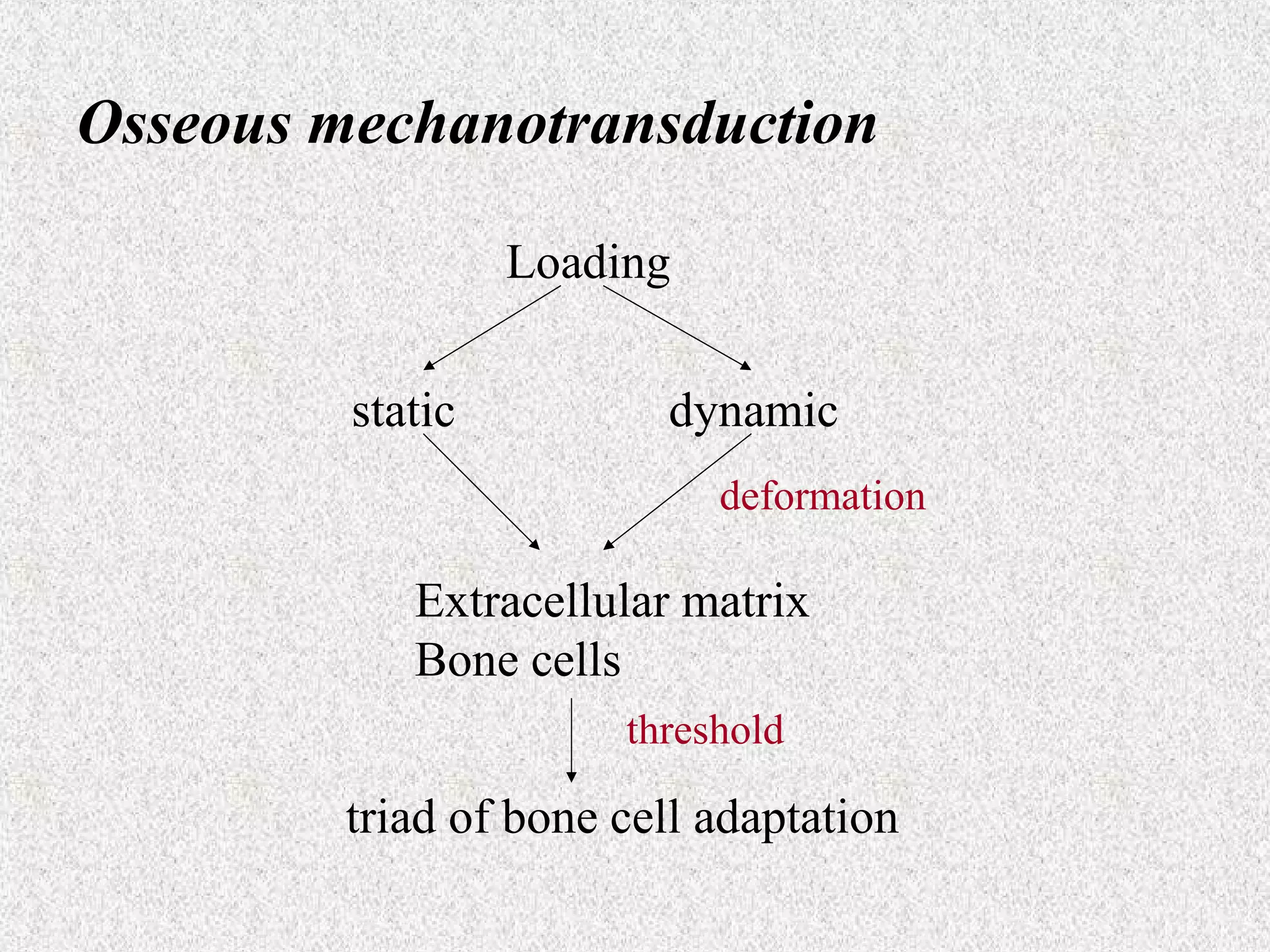 Osseous mechanotransduction
Loading
static

dynamic
deformation

Extracellular matrix
Bone cells
threshold

triad of bone cell adaptation

 