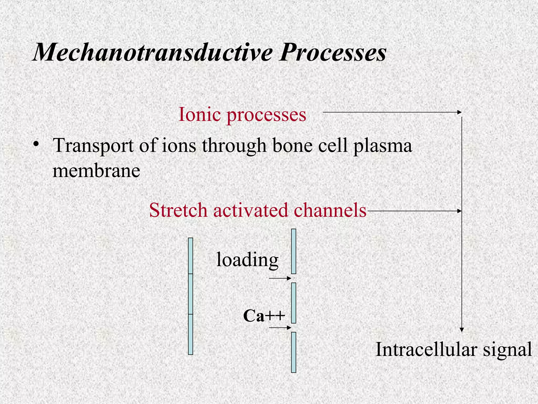 Mechanotransductive Processes
Ionic processes
• Transport of ions through bone cell plasma
membrane
Stretch activated channels
loading
Ca++

Intracellular signal

 