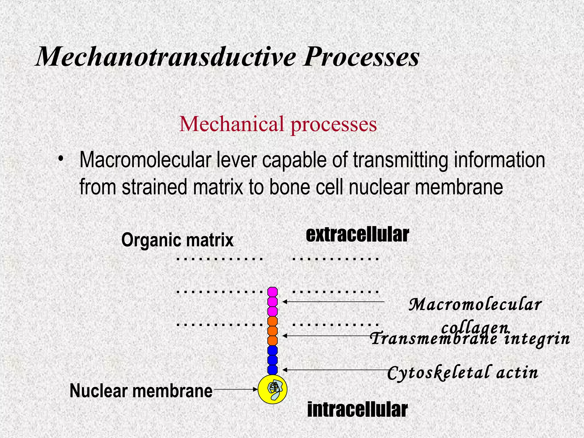 Mechanotransductive Processes
Mechanical processes
• Macromolecular lever capable of transmitting information
from strained matrix to bone cell nuclear membrane
Organic matrix

…………
…………
…………

Nuclear membrane

extracellular

…………
…………
…………

Macromolecular
collagen
Transmembrane integrin
Cytoskeletal actin

intracellular

 
