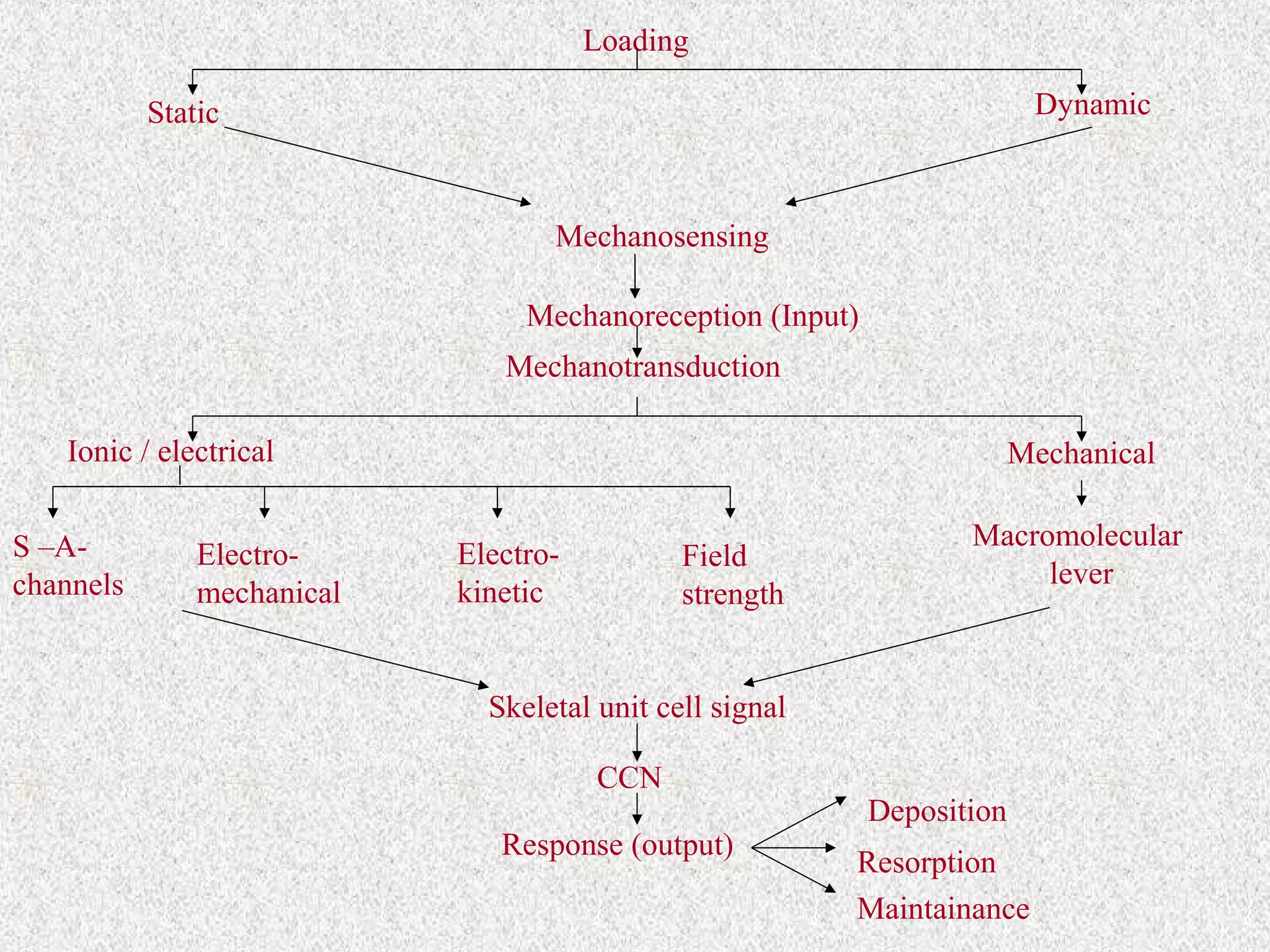 Loading
Dynamic

Static

Mechanosensing
Mechanoreception (Input)
Mechanotransduction
Ionic / electrical
S –Achannels

Electromechanical

Mechanical
Electrokinetic

Field
strength

Macromolecular
lever

Skeletal unit cell signal
CCN
Response (output)

Deposition
Resorption
Maintainance

 