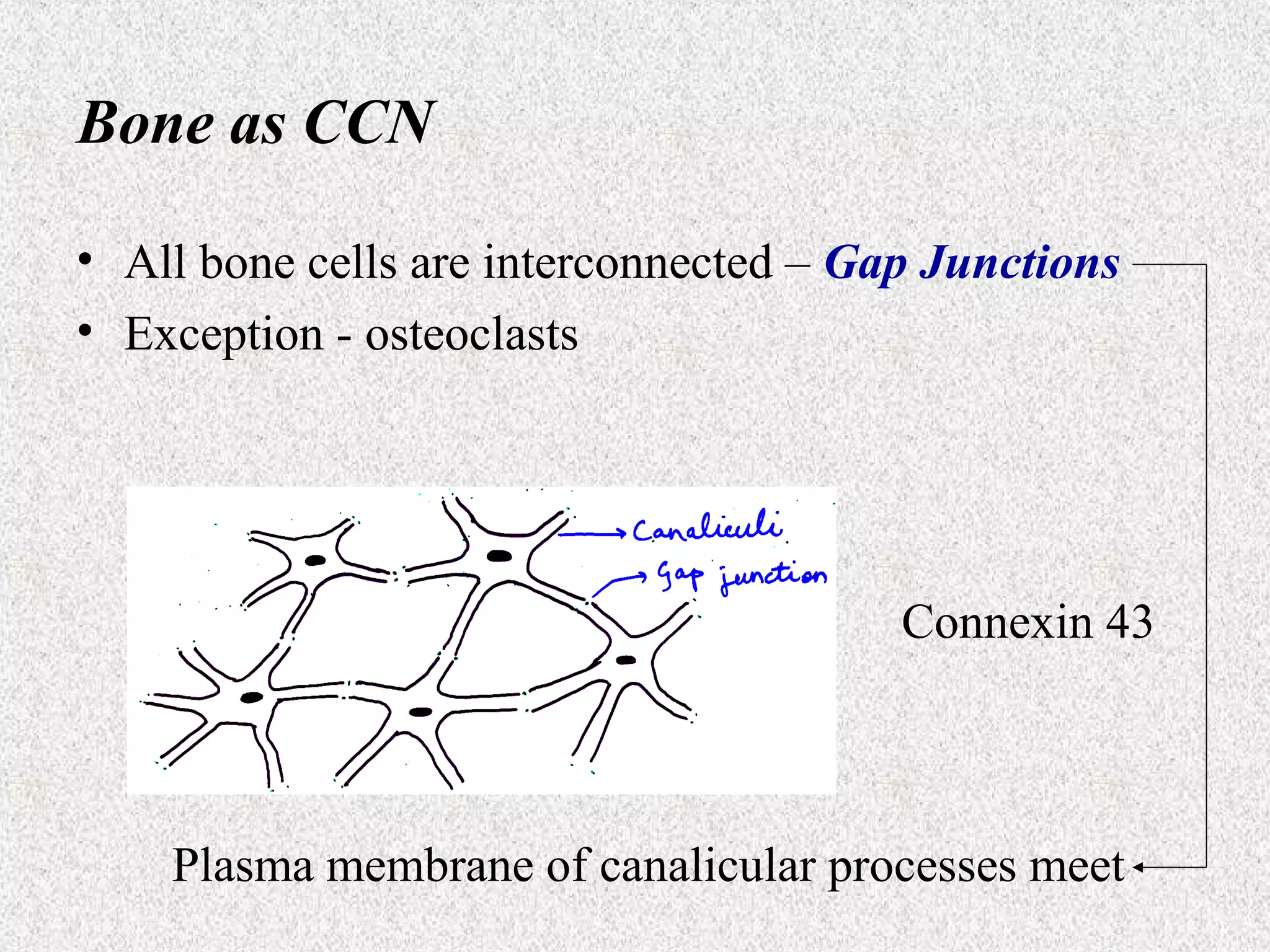 Bone as CCN
• All bone cells are interconnected – Gap Junctions
• Exception - osteoclasts

Connexin 43

Plasma membrane of canalicular processes meet

 