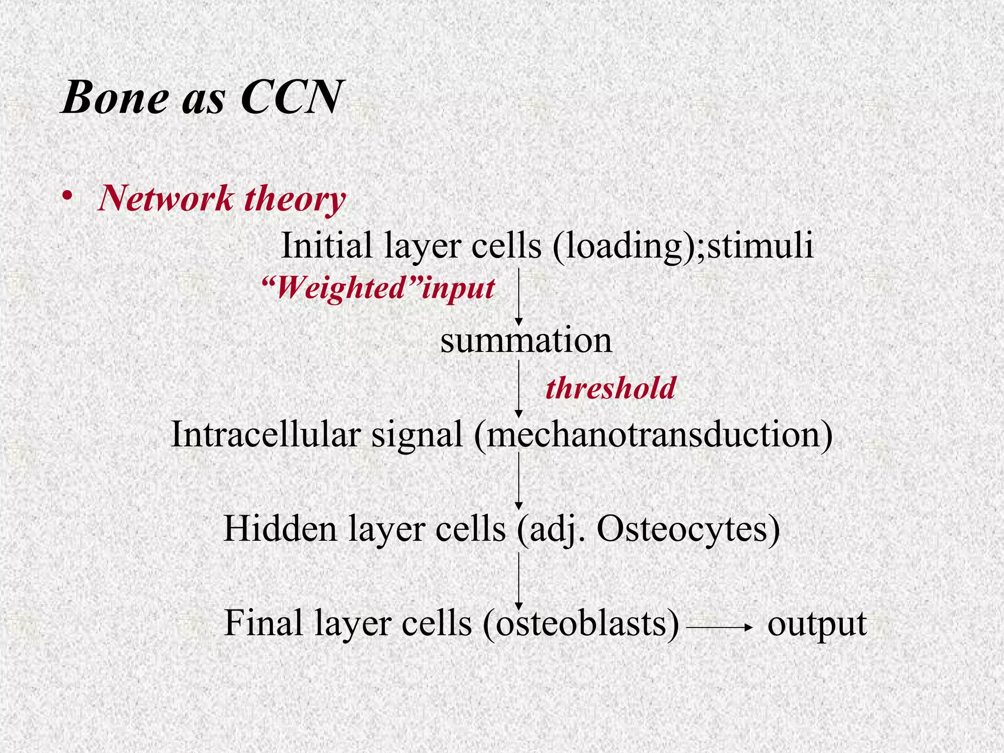 Bone as CCN
• Network theory
Initial layer cells (loading);stimuli
“Weighted”input

summation
threshold

Intracellular signal (mechanotransduction)
Hidden layer cells (adj. Osteocytes)
Final layer cells (osteoblasts)

output

 