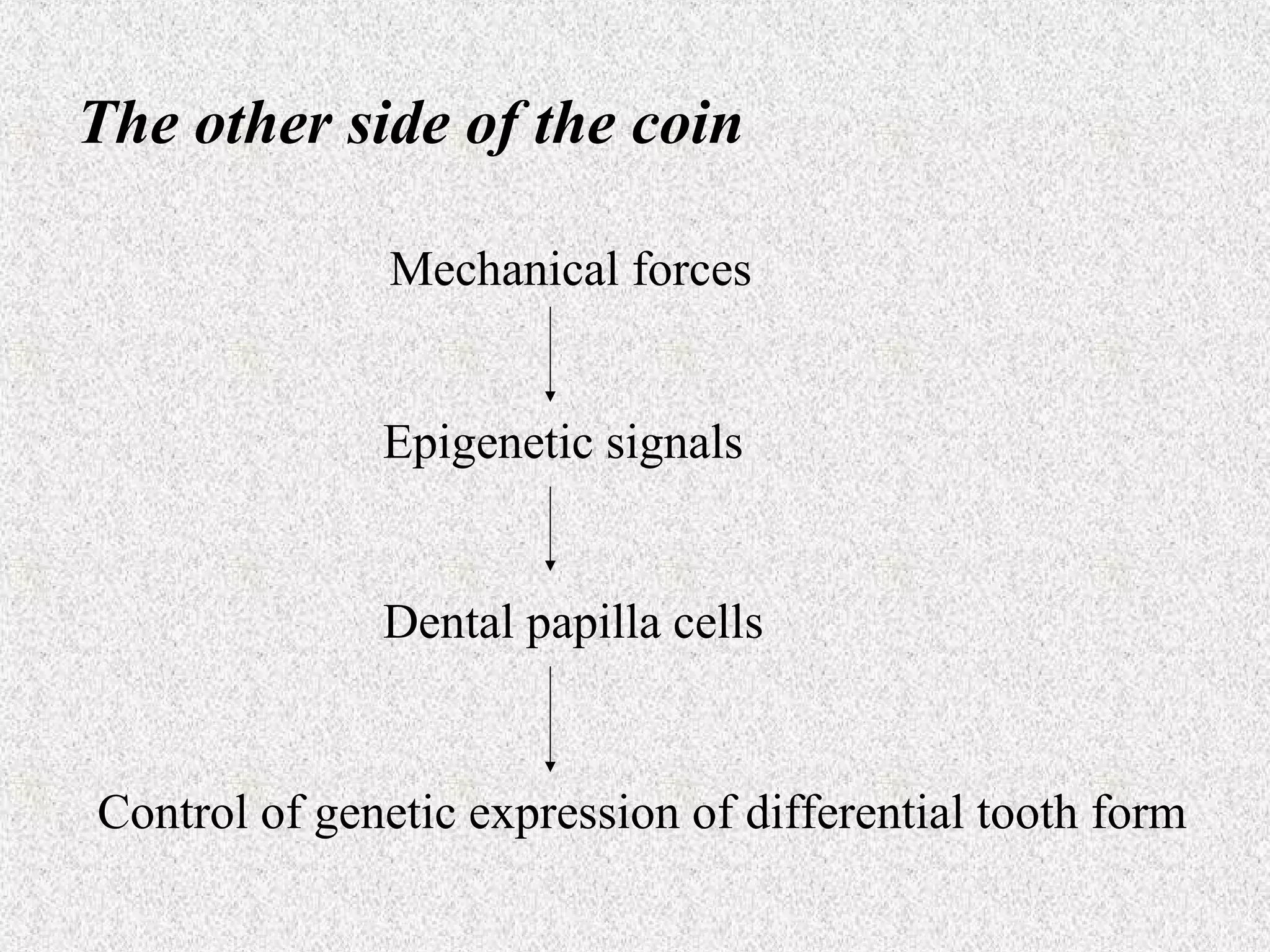 The other side of the coin
Mechanical forces
Epigenetic signals

Dental papilla cells

Control of genetic expression of differential tooth form

 
