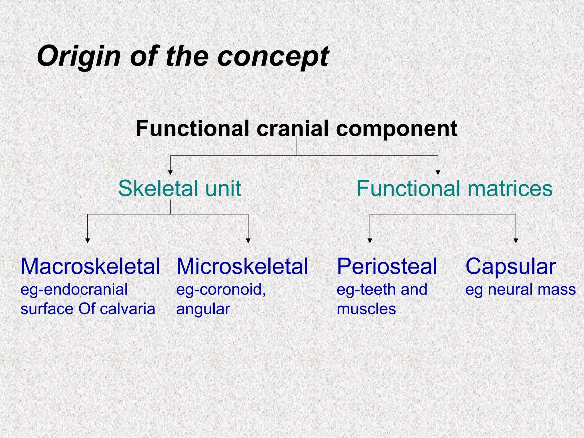 Origin of the concept
Functional cranial component
Skeletal unit

Functional matrices

Macroskeletal Microskeletal

Periosteal

Capsular

eg-endocranial
surface Of calvaria

eg-teeth and
muscles

eg neural mass

eg-coronoid,
angular

 