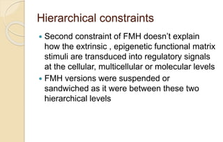Hierarchical constraints
 Second constraint of FMH doesn’t explain
how the extrinsic , epigenetic functional matrix
stimuli are transduced into regulatory signals
at the cellular, multicellular or molecular levels
 FMH versions were suspended or
sandwiched as it were between these two
hierarchical levels
 