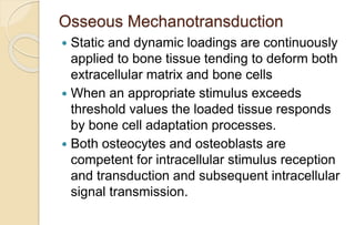 Osseous Mechanotransduction
 Static and dynamic loadings are continuously
applied to bone tissue tending to deform both
extracellular matrix and bone cells
 When an appropriate stimulus exceeds
threshold values the loaded tissue responds
by bone cell adaptation processes.
 Both osteocytes and osteoblasts are
competent for intracellular stimulus reception
and transduction and subsequent intracellular
signal transmission.
 