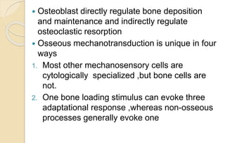  Osteoblast directly regulate bone deposition
and maintenance and indirectly regulate
osteoclastic resorption
 Osseous mechanotransduction is unique in four
ways
1. Most other mechanosensory cells are
cytologically specialized ,but bone cells are
not.
2. One bone loading stimulus can evoke three
adaptational response ,whereas non-osseous
processes generally evoke one
 