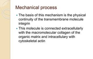 Mechanical process
 The basis of this mechanism is the physical
continuity of the transmembrane molecule
integrin
 This molecule is connected extracellularly
with the macromolecular collagen of the
organic matrix and intracellulary with
cytoskeletal actin
 