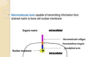 • Macromolecular lever capable of transmitting information from
strained matrix to bone cell nuclear membrane
extracellular
intracellular
Macromolecular collagen
Transmembrane integrin
Cytoskeletal actin
Nuclear membrane
Organic matrix
 