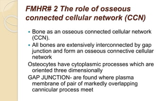 FMHR# 2 The role of osseous
connected cellular network (CCN)
 Bone as an osseous connected cellular network
(CCN).
 All bones are extensively interconnected by gap
junction and form an osseous connective cellular
network
Osteocytes have cytoplasmic processes which are
oriented three dimensionally
GAP JUNCTION- are found where plasma
membrane of pair of markedly overlapping
cannicular process meet
 