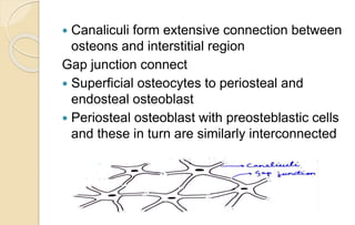  Canaliculi form extensive connection between
osteons and interstitial region
Gap junction connect
 Superficial osteocytes to periosteal and
endosteal osteoblast
 Periosteal osteoblast with preosteblastic cells
and these in turn are similarly interconnected
 
