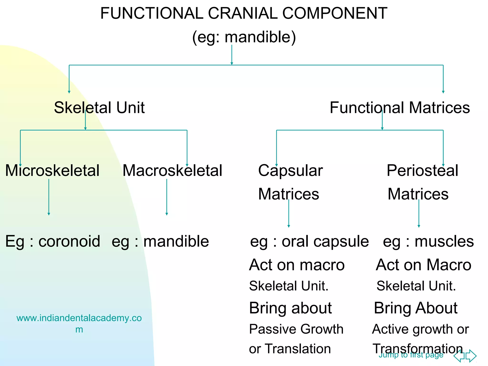 Jump to first page
FUNCTIONAL CRANIAL COMPONENT
(eg: mandible)
Skeletal Unit Functional Matrices
Microskeletal Macroskeletal Capsular Periosteal
Matrices Matrices
Eg : coronoid eg : mandible eg : oral capsule eg : muscles
Act on macro Act on Macro
Skeletal Unit. Skeletal Unit.
Bring about Bring About
Passive Growth Active growth or
or Translation Transformation
www.indiandentalacademy.co
m
 