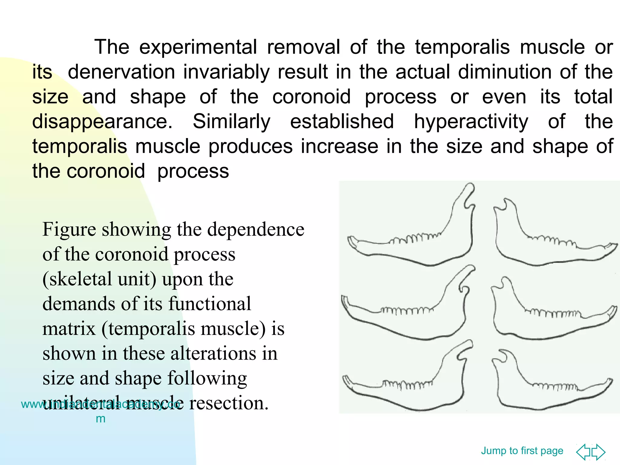 Jump to first page
The experimental removal of the temporalis muscle or
its denervation invariably result in the actual diminution of the
size and shape of the coronoid process or even its total
disappearance. Similarly established hyperactivity of the
temporalis muscle produces increase in the size and shape of
the coronoid process
Figure showing the dependence
of the coronoid process
(skeletal unit) upon the
demands of its functional
matrix (temporalis muscle) is
shown in these alterations in
size and shape following
unilateral muscle resection.www.indiandentalacademy.co
m
 