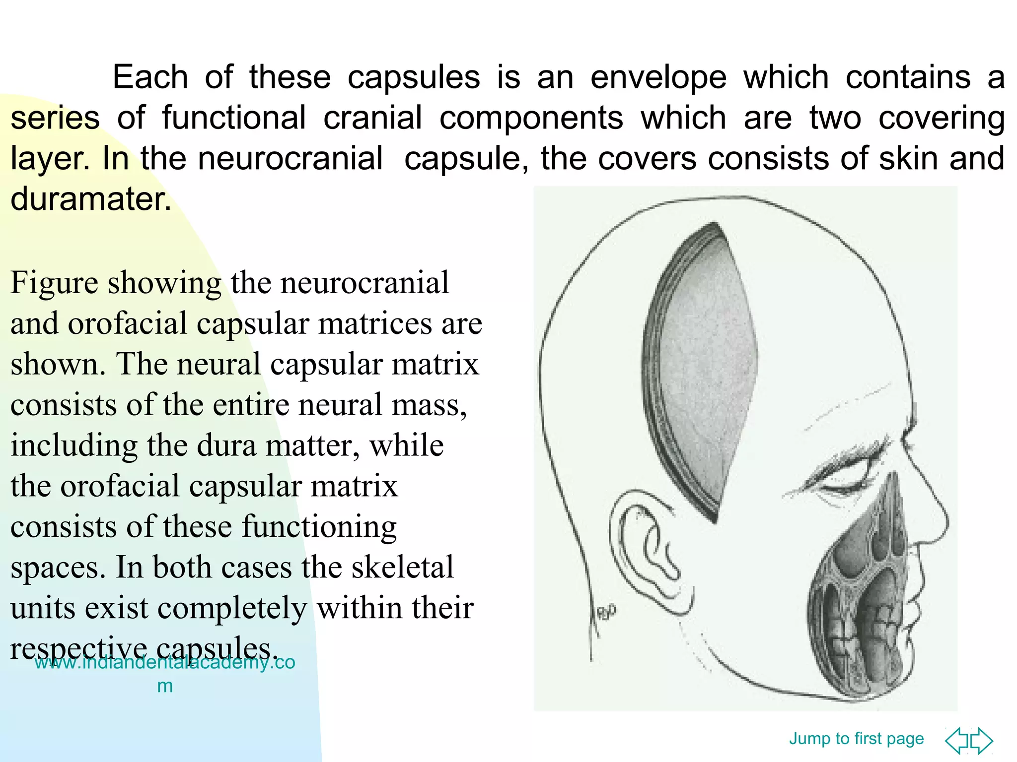 Jump to first page
Each of these capsules is an envelope which contains a
series of functional cranial components which are two covering
layer. In the neurocranial capsule, the covers consists of skin and
duramater.
Figure showing the neurocranial
and orofacial capsular matrices are
shown. The neural capsular matrix
consists of the entire neural mass,
including the dura matter, while
the orofacial capsular matrix
consists of these functioning
spaces. In both cases the skeletal
units exist completely within their
respective capsules.www.indiandentalacademy.co
m
 