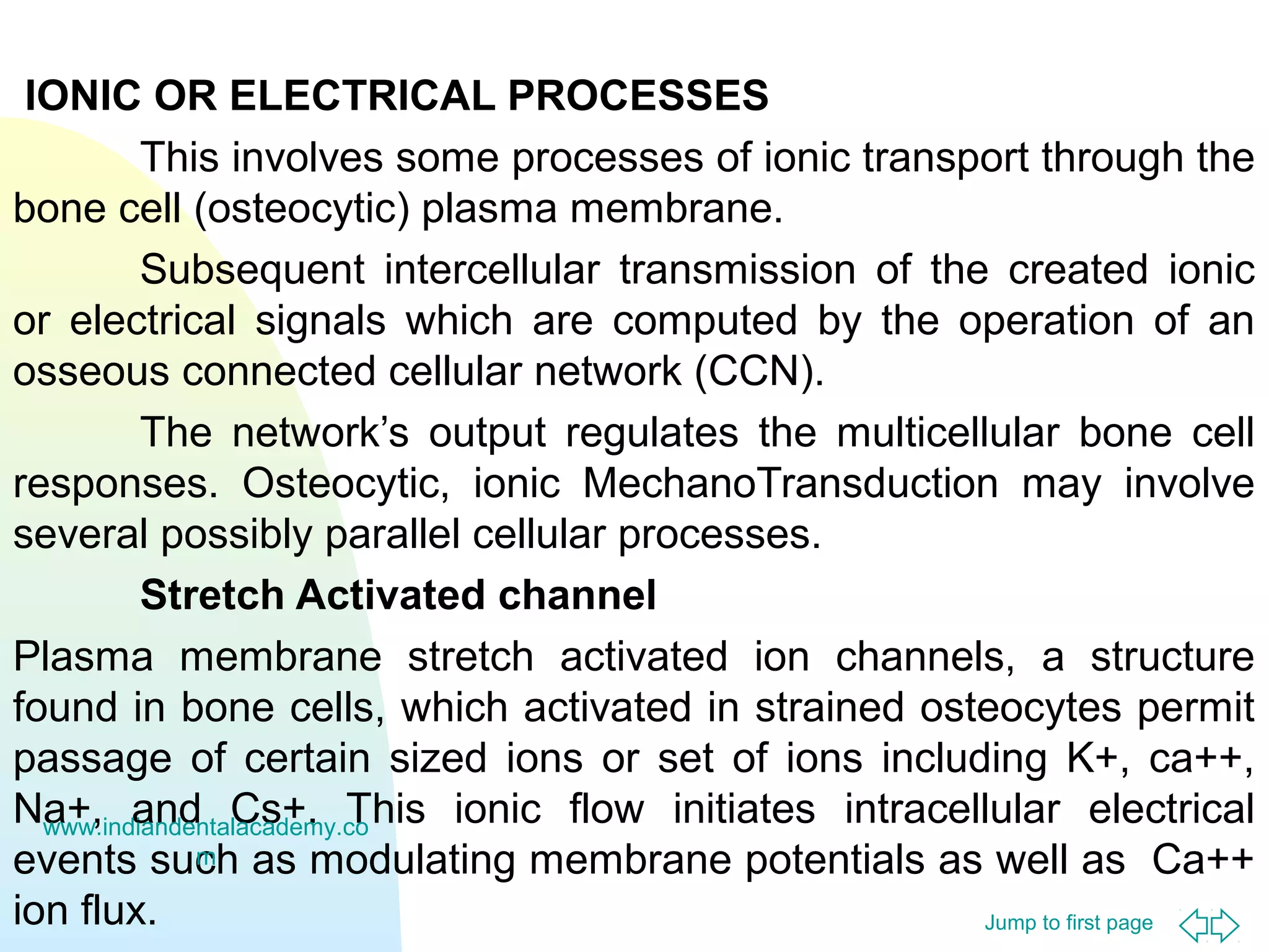Jump to first page
IONIC OR ELECTRICAL PROCESSES
This involves some processes of ionic transport through the
bone cell (osteocytic) plasma membrane.
Subsequent intercellular transmission of the created ionic
or electrical signals which are computed by the operation of an
osseous connected cellular network (CCN).
The network’s output regulates the multicellular bone cell
responses. Osteocytic, ionic MechanoTransduction may involve
several possibly parallel cellular processes.
Stretch Activated channel
Plasma membrane stretch activated ion channels, a structure
found in bone cells, which activated in strained osteocytes permit
passage of certain sized ions or set of ions including K+, ca++,
Na+, and Cs+. This ionic flow initiates intracellular electrical
events such as modulating membrane potentials as well as Ca++
ion flux.
www.indiandentalacademy.co
m
 
