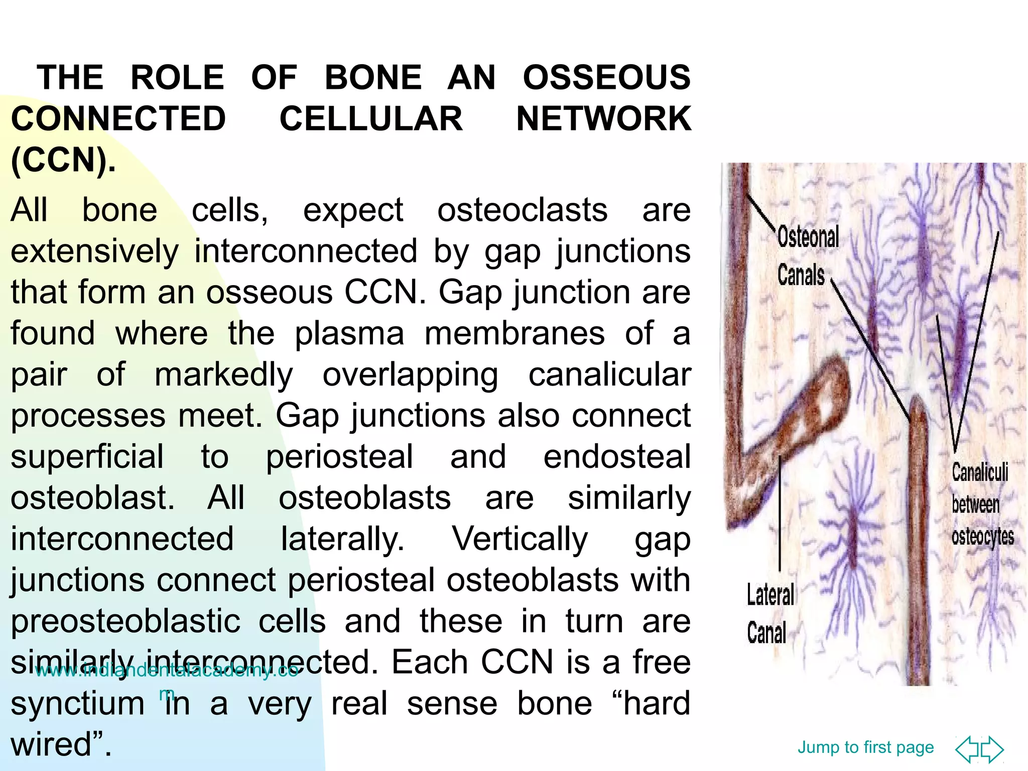 Jump to first page
THE ROLE OF BONE AN OSSEOUS
CONNECTED CELLULAR NETWORK
(CCN).
All bone cells, expect osteoclasts are
extensively interconnected by gap junctions
that form an osseous CCN. Gap junction are
found where the plasma membranes of a
pair of markedly overlapping canalicular
processes meet. Gap junctions also connect
superficial to periosteal and endosteal
osteoblast. All osteoblasts are similarly
interconnected laterally. Vertically gap
junctions connect periosteal osteoblasts with
preosteoblastic cells and these in turn are
similarly interconnected. Each CCN is a free
synctium in a very real sense bone “hard
wired”.
www.indiandentalacademy.co
m
 