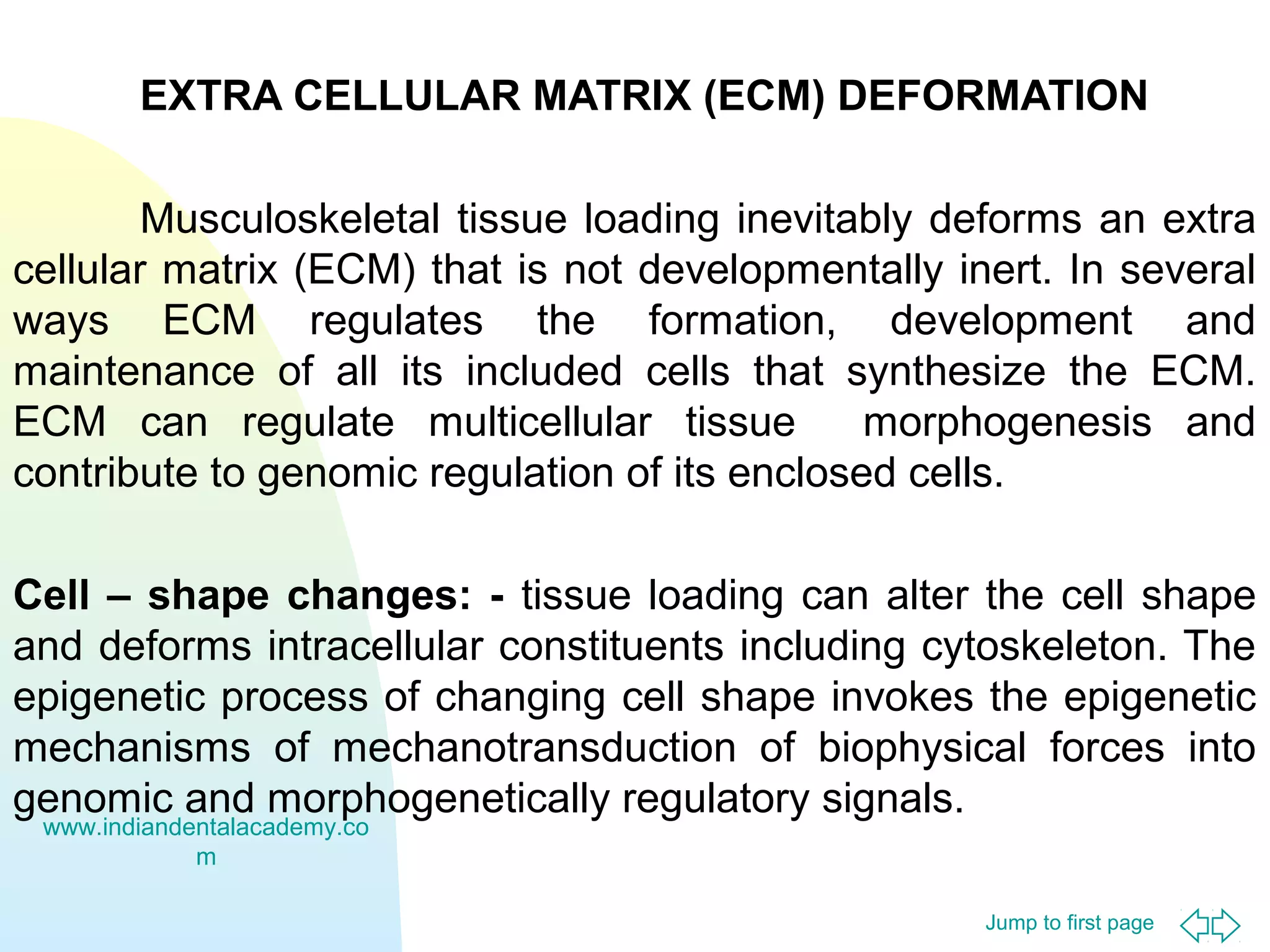 Jump to first page
EXTRA CELLULAR MATRIX (ECM) DEFORMATION
Musculoskeletal tissue loading inevitably deforms an extra
cellular matrix (ECM) that is not developmentally inert. In several
ways ECM regulates the formation, development and
maintenance of all its included cells that synthesize the ECM.
ECM can regulate multicellular tissue morphogenesis and
contribute to genomic regulation of its enclosed cells.
Cell – shape changes: - tissue loading can alter the cell shape
and deforms intracellular constituents including cytoskeleton. The
epigenetic process of changing cell shape invokes the epigenetic
mechanisms of mechanotransduction of biophysical forces into
genomic and morphogenetically regulatory signals.
www.indiandentalacademy.co
m
 