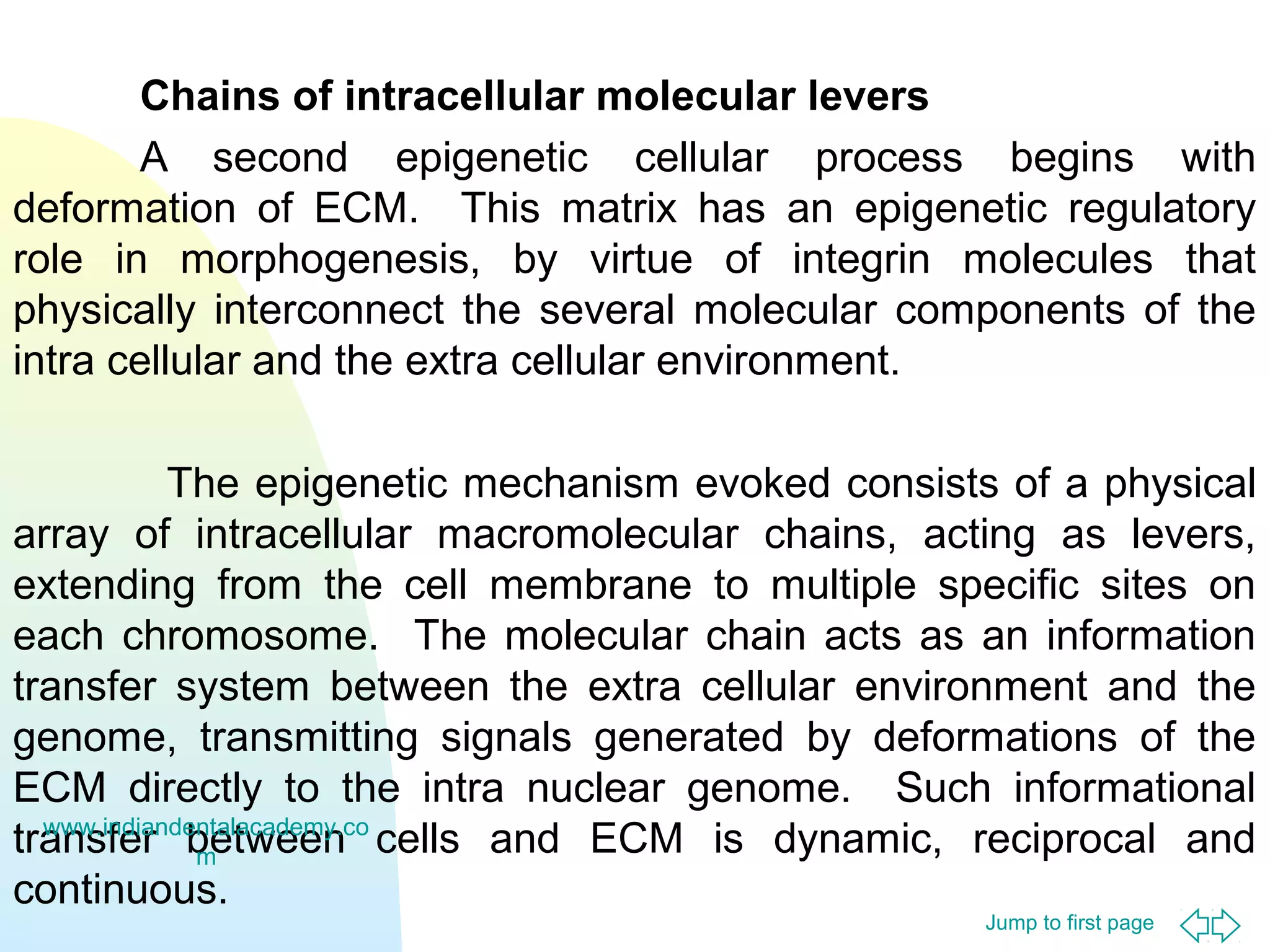 Jump to first page
Chains of intracellular molecular levers
A second epigenetic cellular process begins with
deformation of ECM. This matrix has an epigenetic regulatory
role in morphogenesis, by virtue of integrin molecules that
physically interconnect the several molecular components of the
intra cellular and the extra cellular environment.
The epigenetic mechanism evoked consists of a physical
array of intracellular macromolecular chains, acting as levers,
extending from the cell membrane to multiple specific sites on
each chromosome. The molecular chain acts as an information
transfer system between the extra cellular environment and the
genome, transmitting signals generated by deformations of the
ECM directly to the intra nuclear genome. Such informational
transfer between cells and ECM is dynamic, reciprocal and
continuous.
www.indiandentalacademy.co
m
 