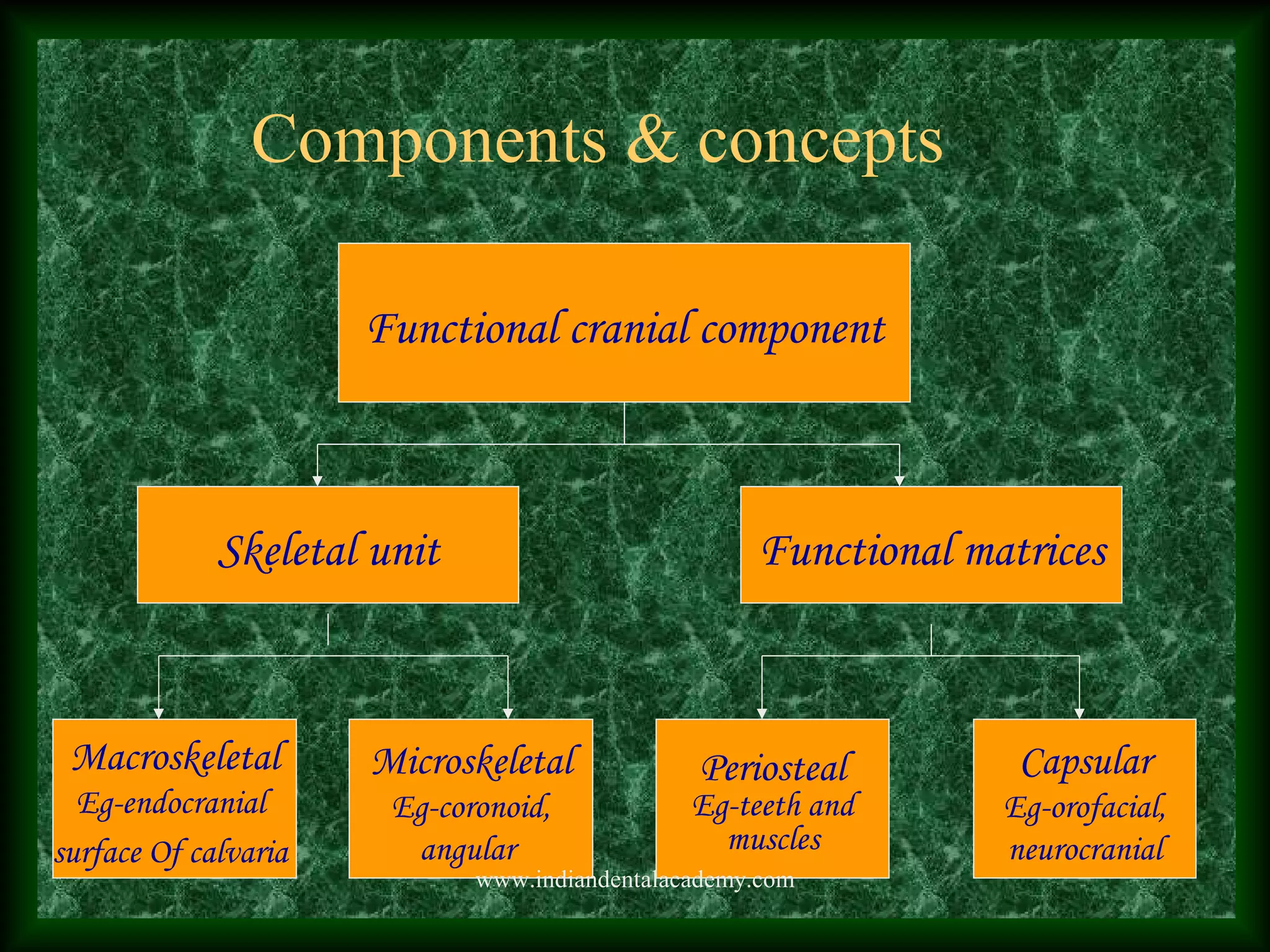Functional cranial component
Skeletal unit Functional matrices
Macroskeletal
Eg-endocranial
surface Of calvaria
Microskeletal
Eg-coronoid,
angular
Periosteal
Eg-teeth and
muscles
Capsular
Eg-orofacial,
neurocranial
Components & concepts
www.indiandentalacademy.com
 