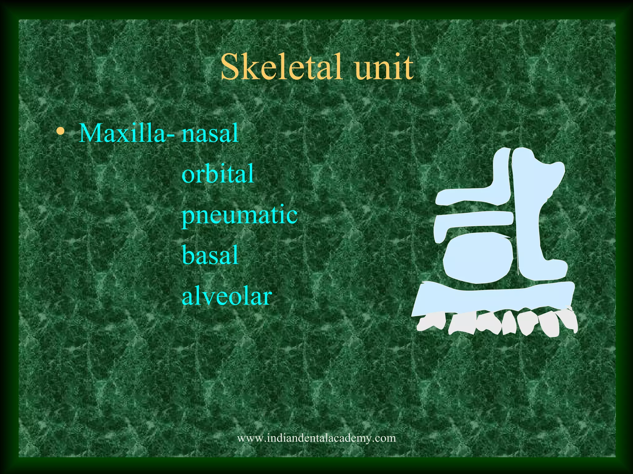 Skeletal unit
• Maxilla- nasal
orbital
pneumatic
basal
alveolar
www.indiandentalacademy.com
 