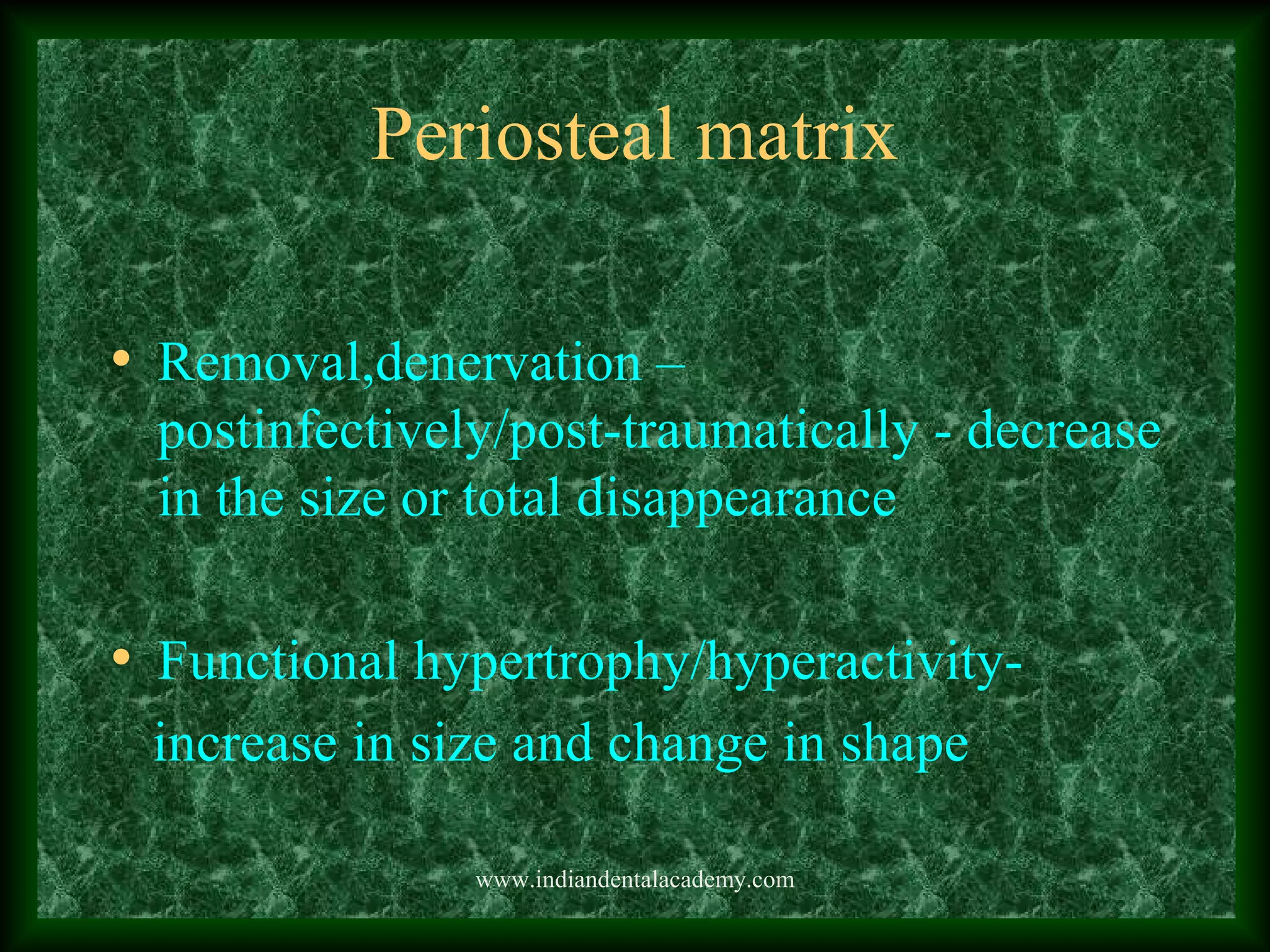 Periosteal matrix
• Removal,denervation –
postinfectively/post-traumatically - decrease
in the size or total disappearance
• Functional hypertrophy/hyperactivity-
increase in size and change in shape
www.indiandentalacademy.com
 