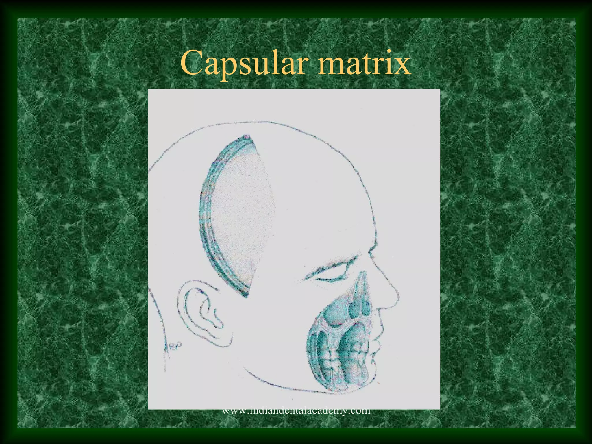 Capsular matrix
www.indiandentalacademy.com
 