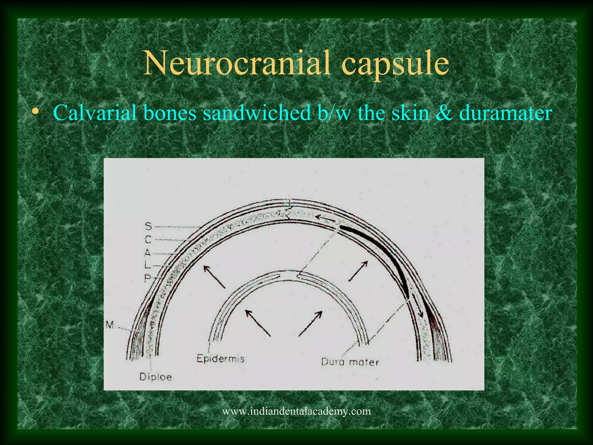 Neurocranial capsule
• Calvarial bones sandwiched b/w the skin & duramater
www.indiandentalacademy.com
 