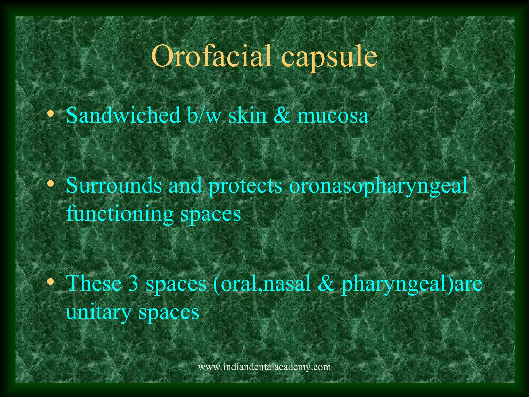 Orofacial capsule
• Sandwiched b/w skin & mucosa
• Surrounds and protects oronasopharyngeal
functioning spaces
• These 3 spaces (oral,nasal & pharyngeal)are
unitary spaces
www.indiandentalacademy.com
 