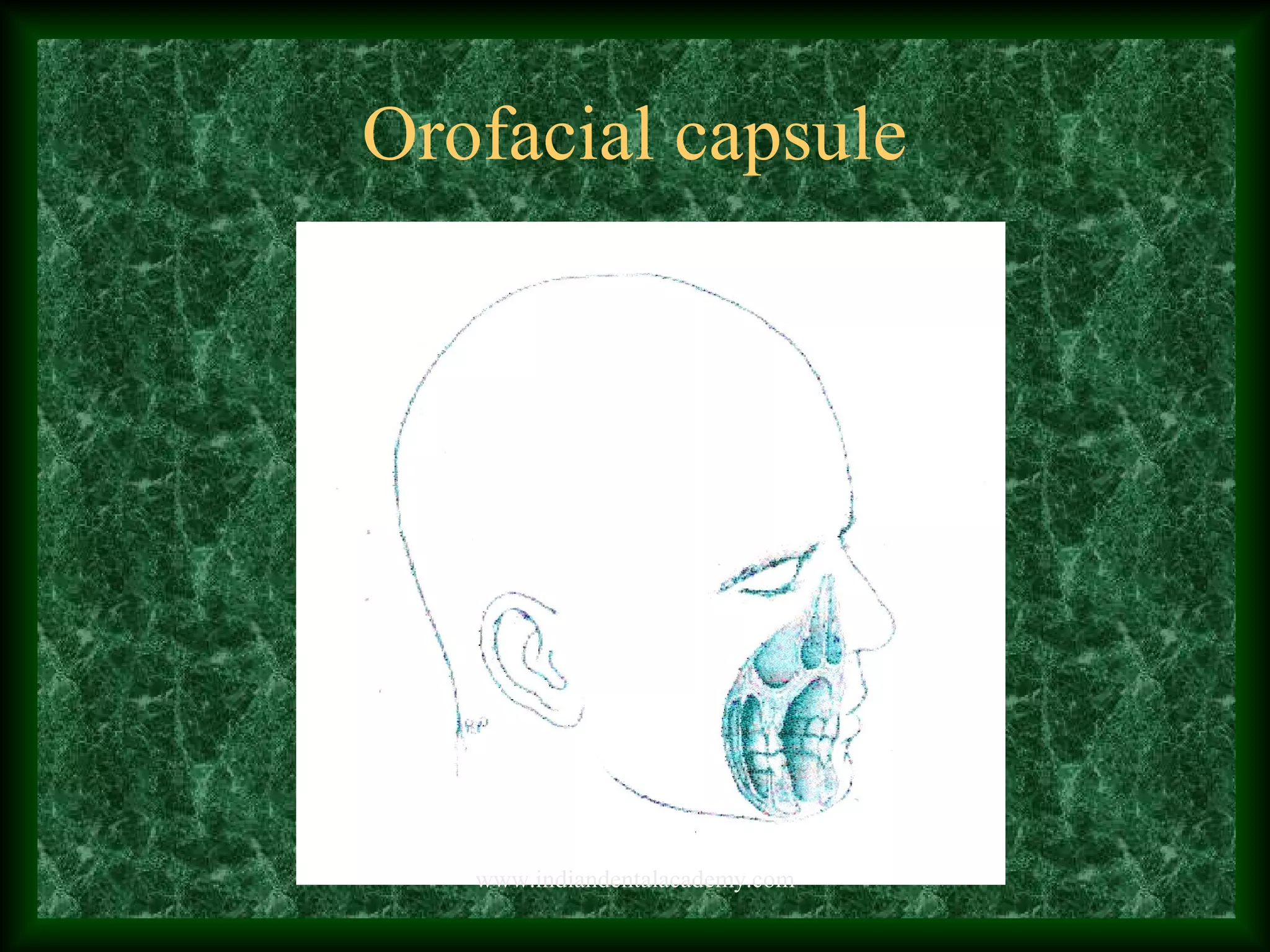Orofacial capsule
www.indiandentalacademy.com
 