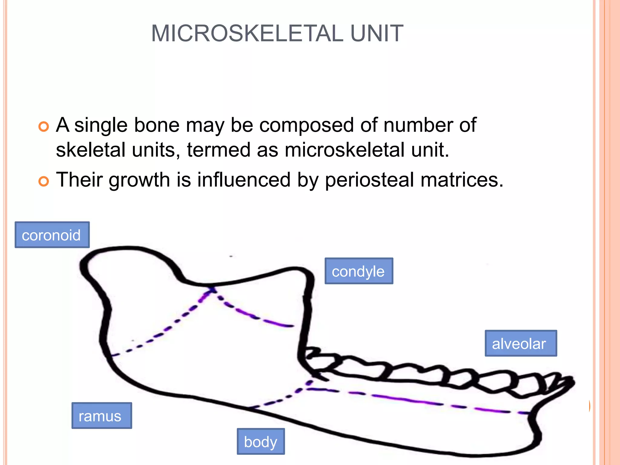 MICROSKELETAL UNIT
 A single bone may be composed of number of
skeletal units, termed as microskeletal unit.
 Their growth is influenced by periosteal matrices.
coronoid
condyle
ramus
body
alveolar
 