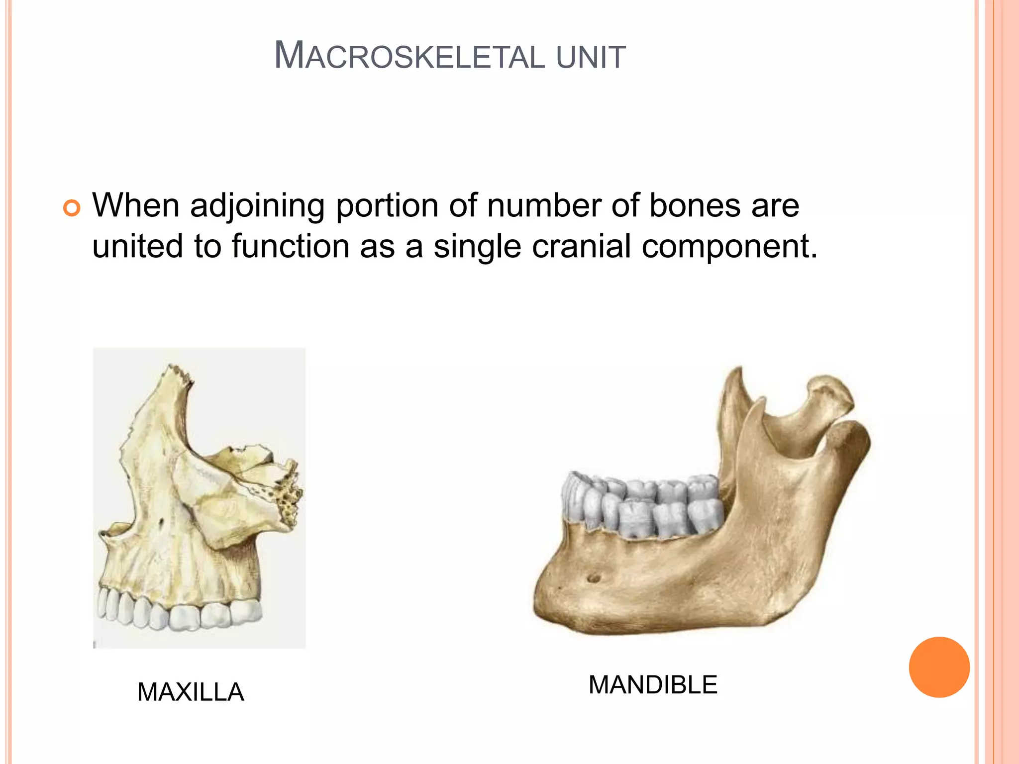 MACROSKELETAL UNIT
 When adjoining portion of number of bones are
united to function as a single cranial component.
MAXILLA MANDIBLE
 