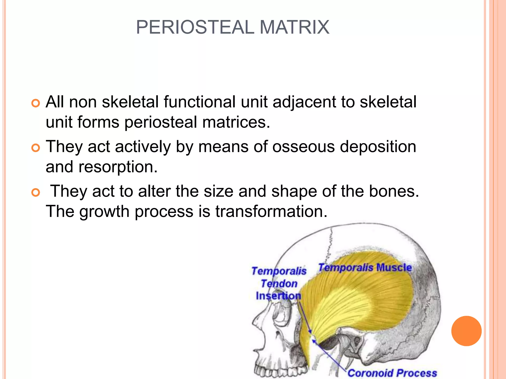 PERIOSTEAL MATRIX
 All non skeletal functional unit adjacent to skeletal
unit forms periosteal matrices.
 They act actively by means of osseous deposition
and resorption.
 They act to alter the size and shape of the bones.
The growth process is transformation.
 