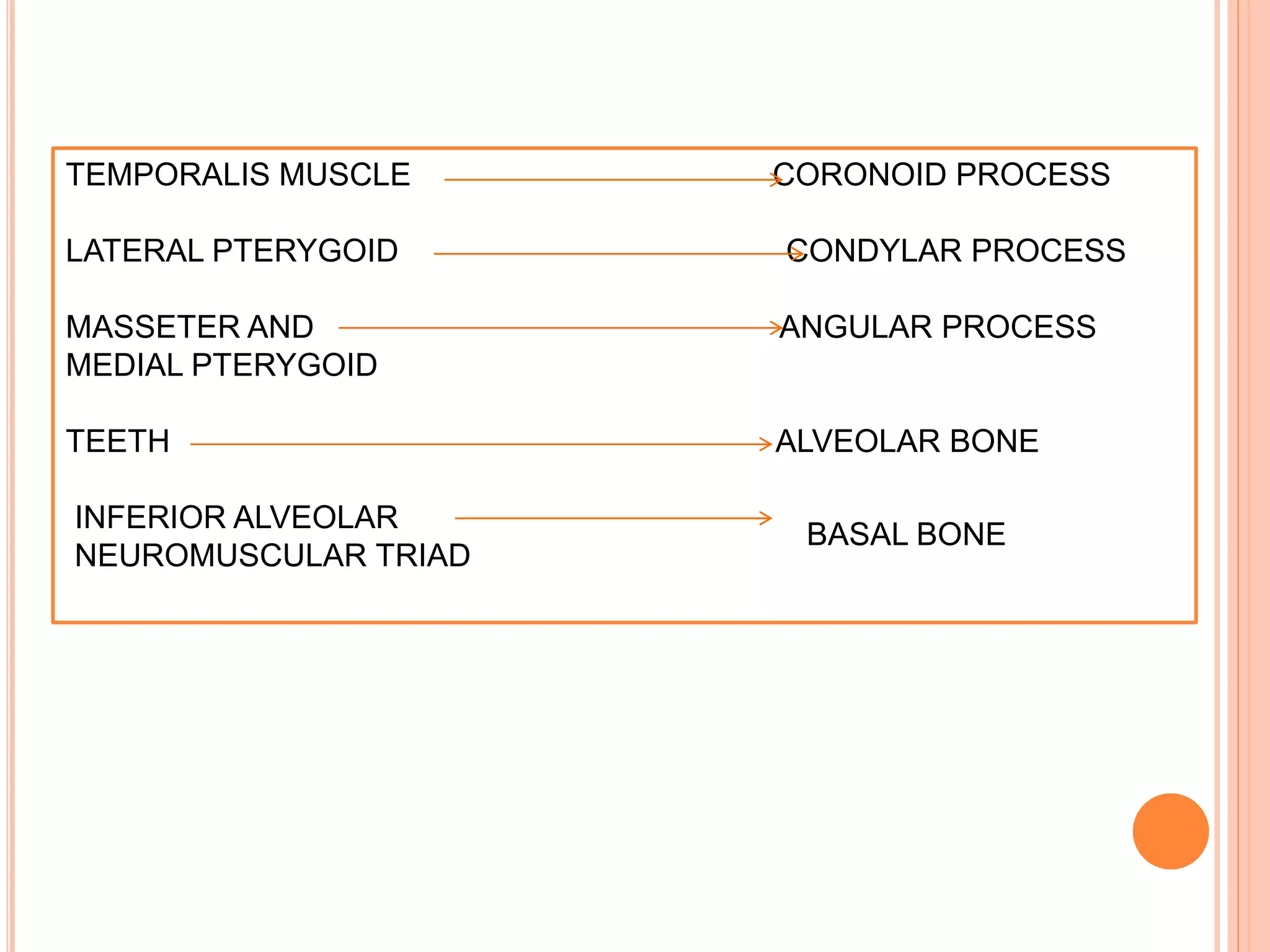 TEMPORALIS MUSCLE CORONOID PROCESS
LATERAL PTERYGOID CONDYLAR PROCESS
MASSETER AND ANGULAR PROCESS
MEDIAL PTERYGOID
TEETH ALVEOLAR BONE
INFERIOR ALVEOLAR
NEUROMUSCULAR TRIAD
BASAL BONE
 